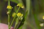 Low spearwort